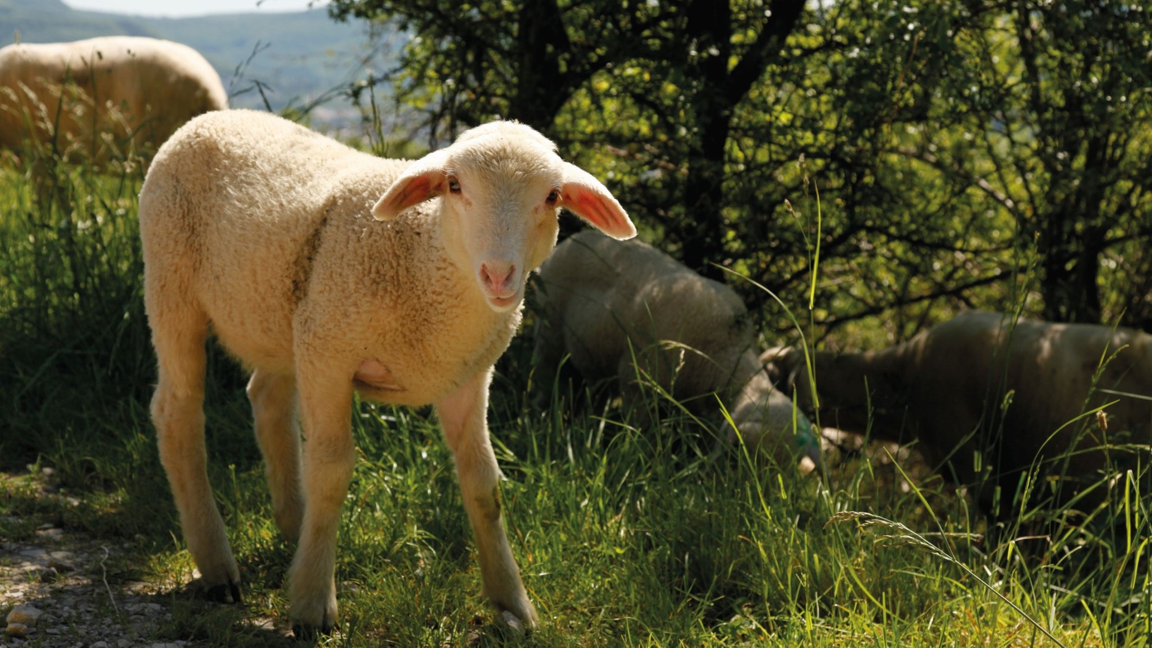 Achalm.Hotel_Angebote_Freizeit_Schaf